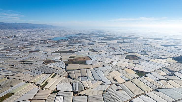 SamaHoole's tweet photo. The Great Wall of China is not visible from space. The plastic roof over a Spanish desert that grows Britain's winter salad is.

Pull up the satellite. The southeast corner of Spain has a white scab on it, hard-edged and geometric, bright enough that your eye reads it as a fault in the image. 40,000 hectares of plastic sheeting, packed frame to frame from the foothills of the Sierra Nevada to the Mediterranean. The Spanish astronaut Pedro Duque, asked about it in 2007, said you can see the greenhouses of Almería clearly from the space station. It is not a city, a dam or a wall. It is salad.

The first one went up in 1963.

The mirror is so vast it changed the weather. NASA's satellites show the reflectivity of the province rose by about 10 per cent between 1983 and 2006, and the surface cooled by 0.3°C a decade while the region around it warmed by 0.5°C. The change to the local energy balance is 20 watts per square metre, 30 in summer. Global warming's forcing is 1.66. Almería built a mirror an order of magnitude more powerful than climate change, by accident, to grow cucumbers.

Underneath is the only true hot desert in Europe. 200mm of rain a year. Every drop of the water comes out of the aquifers, and the aquifers are finishing. Wells sunk a kilometre down now bring up water that is no use to anybody, because as the fresh water drops the Mediterranean moves in behind it, and salt does not leave. Between a fifth and a half of the fertiliser applied up top leaches down into the same water table.

Almería is also one of the most water-efficient growing systems on the planet. Computer-controlled hydroponics, drip lines, dosing to the millilitre. It is done properly, and the efficiency is what drained it: efficiency cut the cost per plant, the cheaper plant justified another hectare, and the hectares kept arriving until demand outran the aquifer. Doing it well emptied it faster than doing it badly could have.

Around 100,000 migrant workers run the plastic sea, mostly Moroccan, Senegalese and Malian, and by Channel 4's count about half have no papers. A greenhouse in an Andalusian summer is a sealed box in a desert, and men spray pesticides inside that box in a paper mask or in nothing at all, in air they cannot leave. A Spanish government-funded report concluded that the export miracle would not exist without the exploitation.

They sleep in the packaging. The sheeting lasts a few years in that sun, and when it comes off the frames the people who worked under it drag it away and stretch it over pallets to make a roof. No running water, no sanitation, in a province that exports water by the tonne in the shape of a courgette. The blue plastic drums the pesticide came in get cut open and used as household water tanks. When a camp becomes too visible from the road the bulldozers clear it, and the same people build the next one a mile away out of the same material.

33,000 tonnes of greenhouse plastic a year, most of it dumped rather than processed, going into the soil and down the ravines as dust.

So the January shelf works like this. A desert, mirrored over. An aquifer emptied with exemplary precision and refilled with seawater. Men spraying poison in sealed heat and sleeping in the packaging. 3.5 million tonnes of produce chilled and driven 1,500 miles north, so that a tomato can exist in February and taste of nothing whatsoever.

Britain imports 83 per cent of its fruit and 45 per cent of its vegetables. Spain is the largest single supplier.

And a cow standing on a Welsh hillside in the rain, eating grass that grows back on its own, is what we are told to feel guilty about.

Go and look at it, then tell me which of those two systems is the one nobody is allowed to defend.