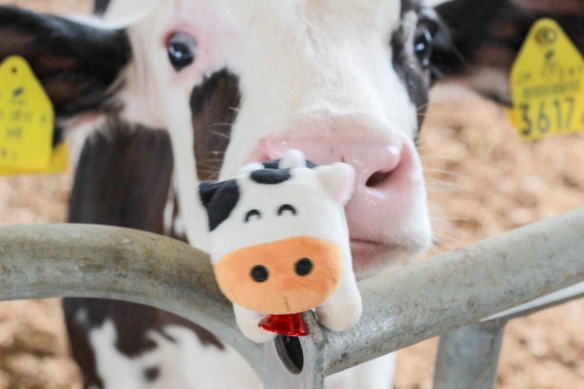 yumebokujo's tweet photo. おはようございまっわわ～🐮！！

#熱烈アタック https://t.co/1G2R80vK6h