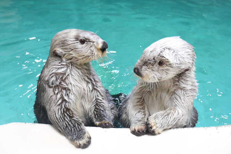 sakanato_'s tweet photo. 鳥羽水族館が＜冬の夜間貸切イベント＞開催
スタッフのトークが楽しめる新幹線貸切ツアーも【三重県鳥羽市】
▶︎https://t.co/3PP4SHJFKt

12月21日から23日の期間、鳥羽旅館組合と鳥羽水族館が開催する夜間イベント「ナイトアクアリウム」が開催されます。
チケットの販売が昨日より始まりました🐟 https://t.co/3tNEfUAsVX