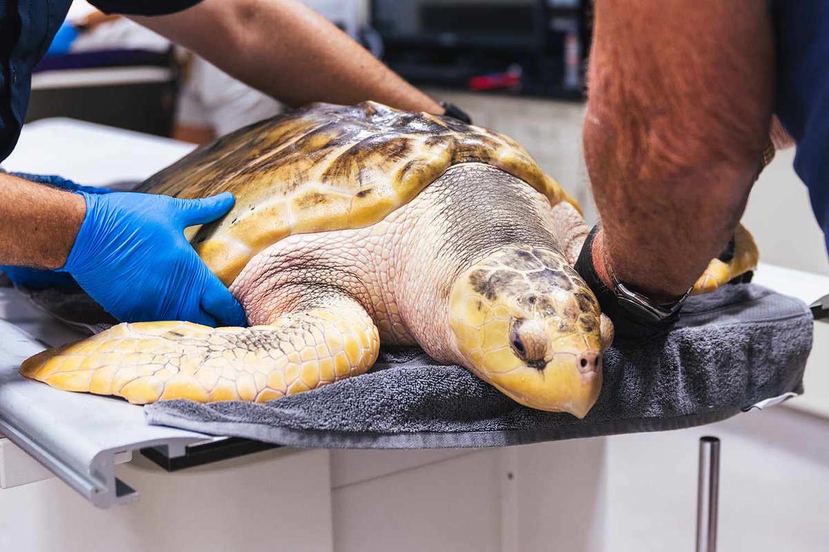 preTTyoFFlineX's tweet photo. 10 GOOD NEWS STORIES YOU MAY HAVE MISSED THIS WEEK 🧵

The internet has enough bad news.

So here are 10 things that actually made the world a little better:

🐢 A critically endangered Kemp’s ridley sea turtle named Rhossi survived after being found near-dead in Wales. He was flown 5,000 miles to Texas and is now healthy enough to prepare for his return to the wild.

🐗 A rare babirusa piglet was born at Chester Zoo — a huge win for a species facing growing extinction pressure.

🇬🇧 Plug-in solar panels became legal across the UK, making small-scale renewable energy easier to access.

🧪 The U.S. EPA announced new scientific methods designed to reduce the need for animal testing in chemical safety research.

🌎 New climate projects are showing that practical solutions — from wetland restoration to smarter energy systems — are already working in different parts of the world.

🐝 Scientists are finding new evidence that insects may have surprisingly sophisticated ways of protecting themselves from disease.

🌌 Astronomers identified a record-breaking star that could help us understand how the Milky Way’s black hole spins.

♻️ Scientists developed a method that recovered about 89% of gold from electronic waste while using far fewer chemicals.

🐄 A new wearable device for cows could help reduce methane emissions from livestock.

❤️ And perhaps the best news: despite everything happening in the world, people are still building, rescuing, researching and trying to make things better.

Not everything is getting worse.

Sometimes the good news just doesn’t go viral.