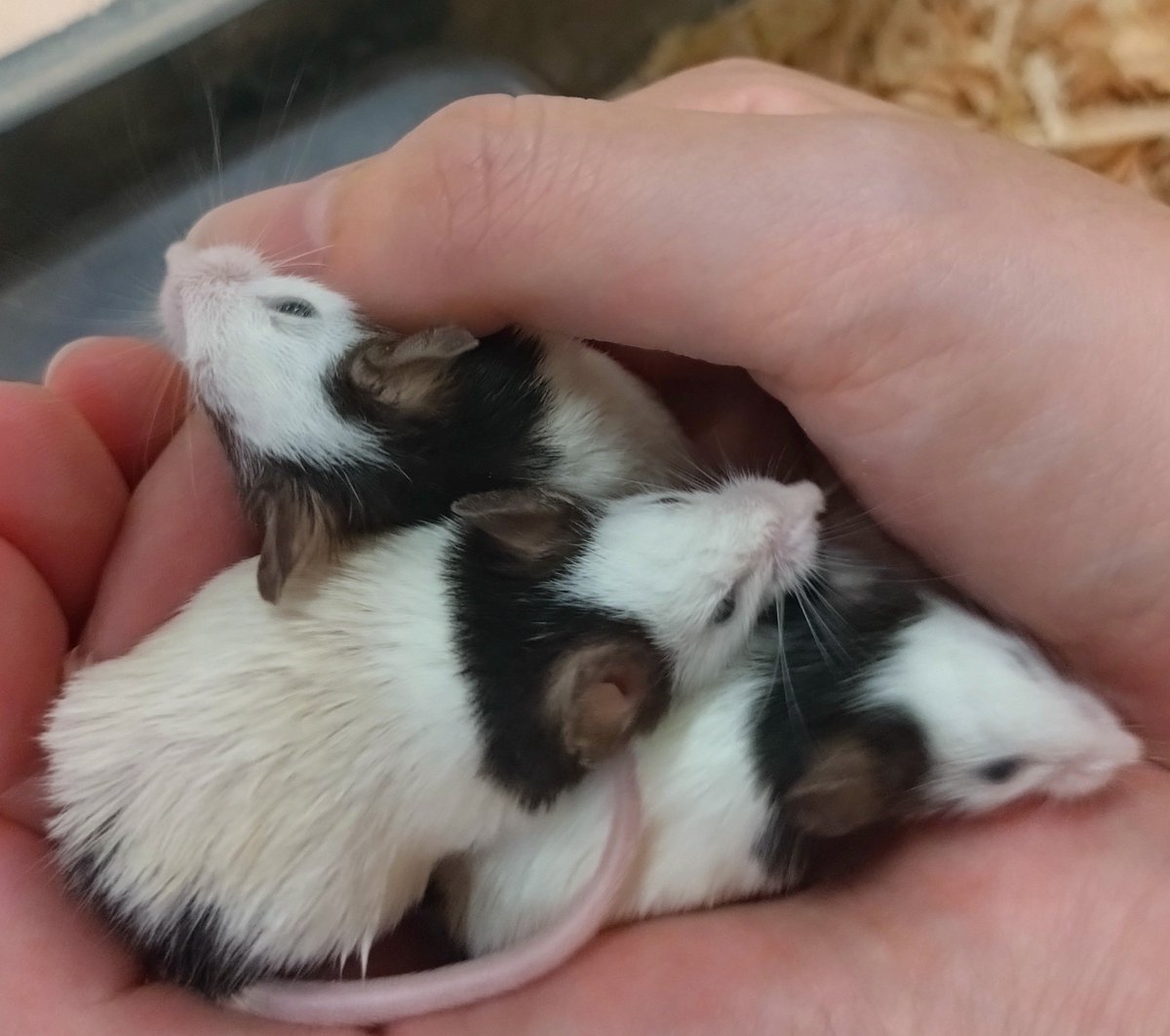 cafekaho's tweet photo. 動物との距離が近すぎて🥰️
どの子も可愛かった🫶✨
今日は沢山癒されたわ～ https://t.co/BTytOSvG8g