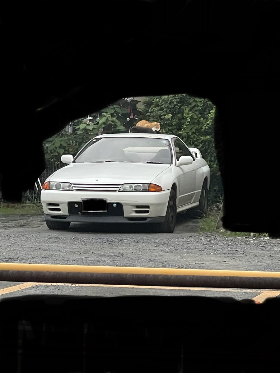 romasa_rina's tweet photo. なんて贅沢な猫なんだ🐈
 #32gtr  #GTR   #gtr https://t.co/qfd1oYij40