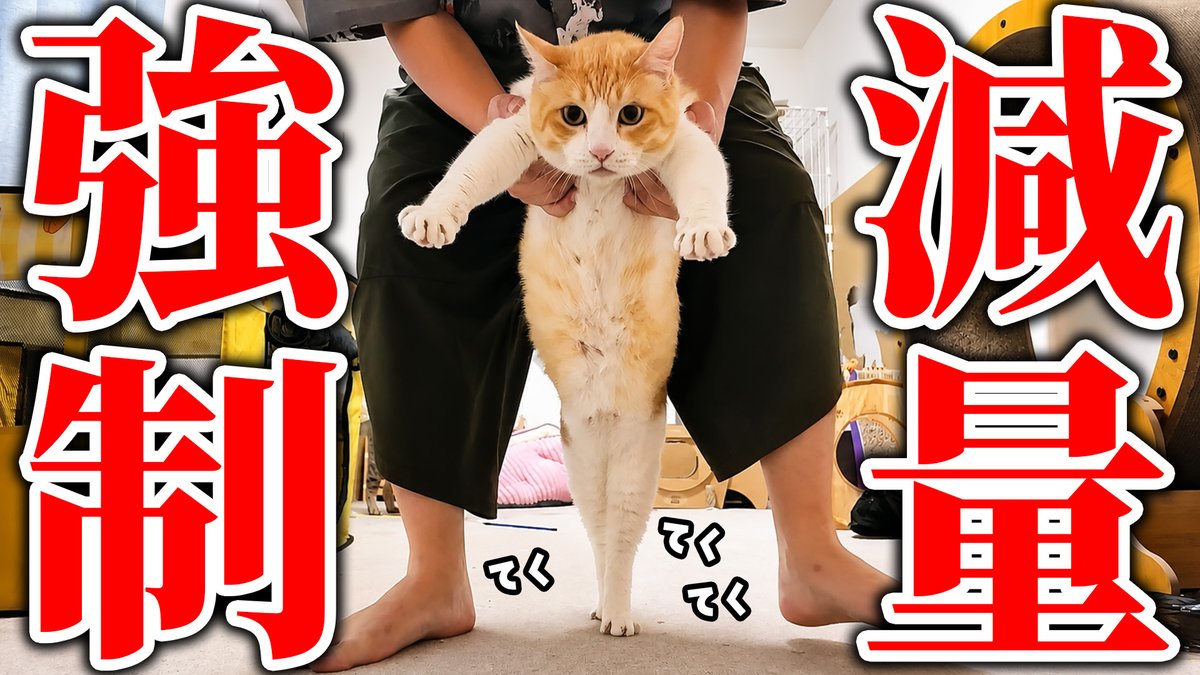atsushi_314's tweet photo. 太りすぎた猫を強制的にダイエットさせようと思ったんですが…。 https://t.co/Ai14YZW7ry @YouTubeより　

本日の動画です！！
ロビンのやり切った感が出過ぎているラストを見逃すな👀！俺も一緒にダイエット頑張るよロビン… https://t.co/WiQBLlYEfD