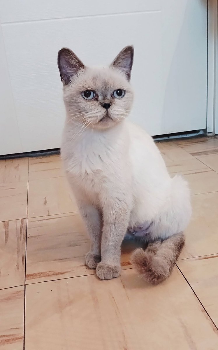 zllktlr's tweet photo. "Yuva ilanı Antalya
0546 432 4007
1,5 yaşında dişi
Kısır
scotish lynx point
Kedi bakmanin bilincinde olup aşılarını yaptiracak,iyi mamayla besleyip evlat gibi görecek kıl,tüy,taşinma,allerji bahaneleriyle terketmeyecek  ömürlük yuva https://t.co/NSVwJZrlFa https://t.co/zJEkLVKpNq