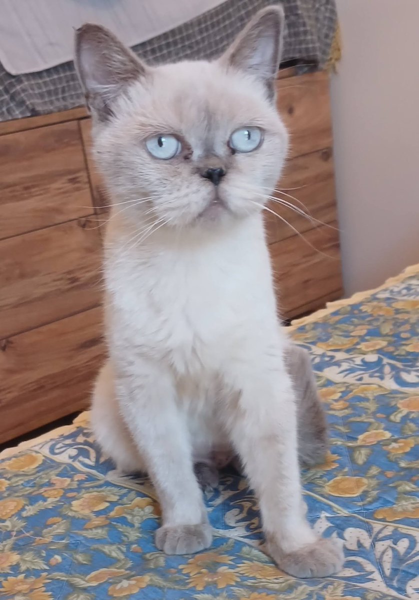 zllktlr's tweet photo. "Yuva ilanı Antalya
0546 432 4007
1,5 yaşında dişi
Kısır
scotish lynx point
Kedi bakmanin bilincinde olup aşılarını yaptiracak,iyi mamayla besleyip evlat gibi görecek kıl,tüy,taşinma,allerji bahaneleriyle terketmeyecek  ömürlük yuva https://t.co/NSVwJZrlFa https://t.co/zJEkLVKpNq