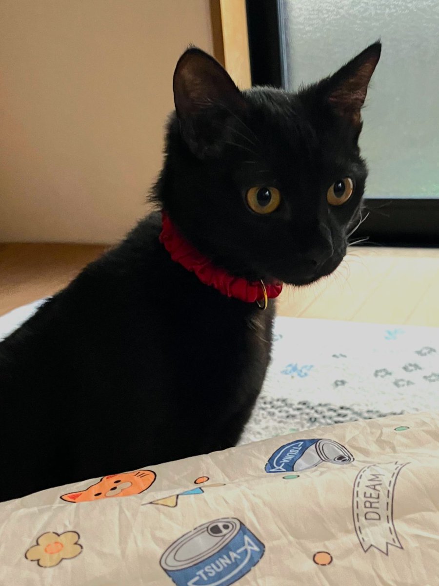 wanekocafe's tweet photo. 【里親様募集中】

のあ君　黒猫　1歳

去勢手術済・マイクロチップ装着済
3種混合ワクチン接種済・FeLV/FIV陰性・駆虫済

とっても元気で、とってもかわいい黒猫の男の子です。 https://t.co/lc4vgJCmQn