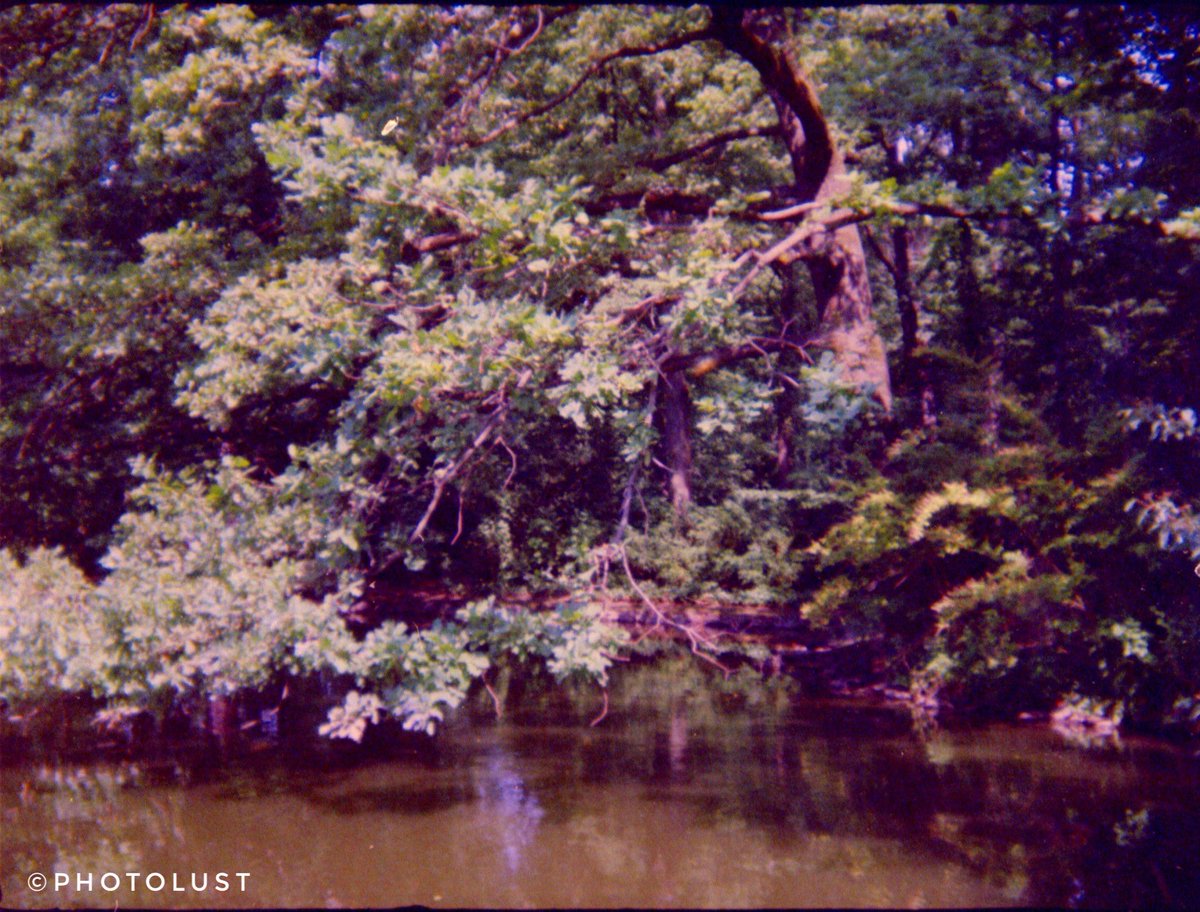 photo_lust's tweet photo. #TreeTuesday

#Lake #Water

#Lomography
📷 #Holga 135 TIM
🎞️ #Kodak #UltraMax

#Analogue #Analoguephoto #Analogphotography
#Color #Colorphoto #Colorphotography
#Tree #Wood #Nature https://t.co/ArL6IIkDzh