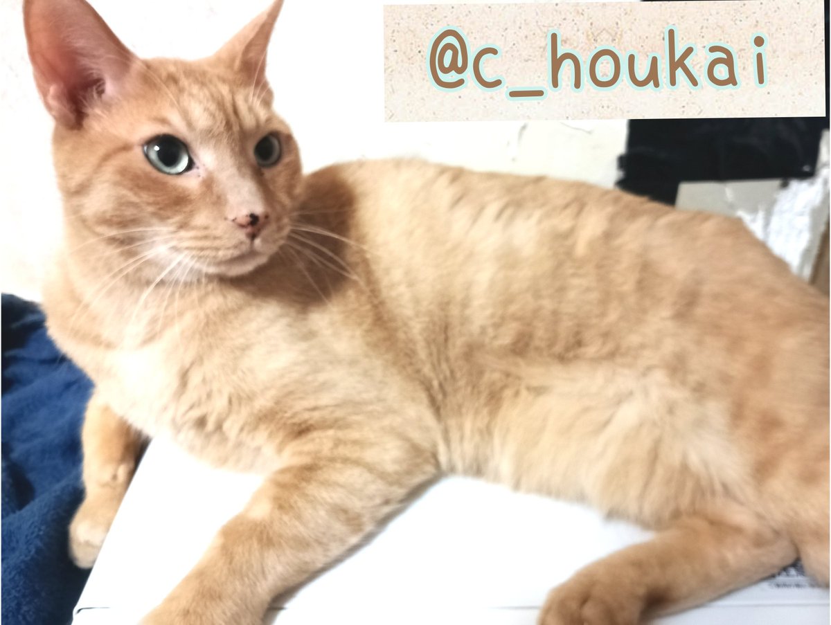 c_houkai's tweet photo. お世話になっております
いつも猫達を支えてくださり誠に有難う御座います。不躾なお願いで大変恐縮ですが、日々消費が激しい猫砂･フードを常時募集しております。申し訳御座いませんが
お力添えいただけますと幸いです
宜しくお願いいたします

https://t.co/MfqbvBlpTL https://t.co/ImYm8sU7aS