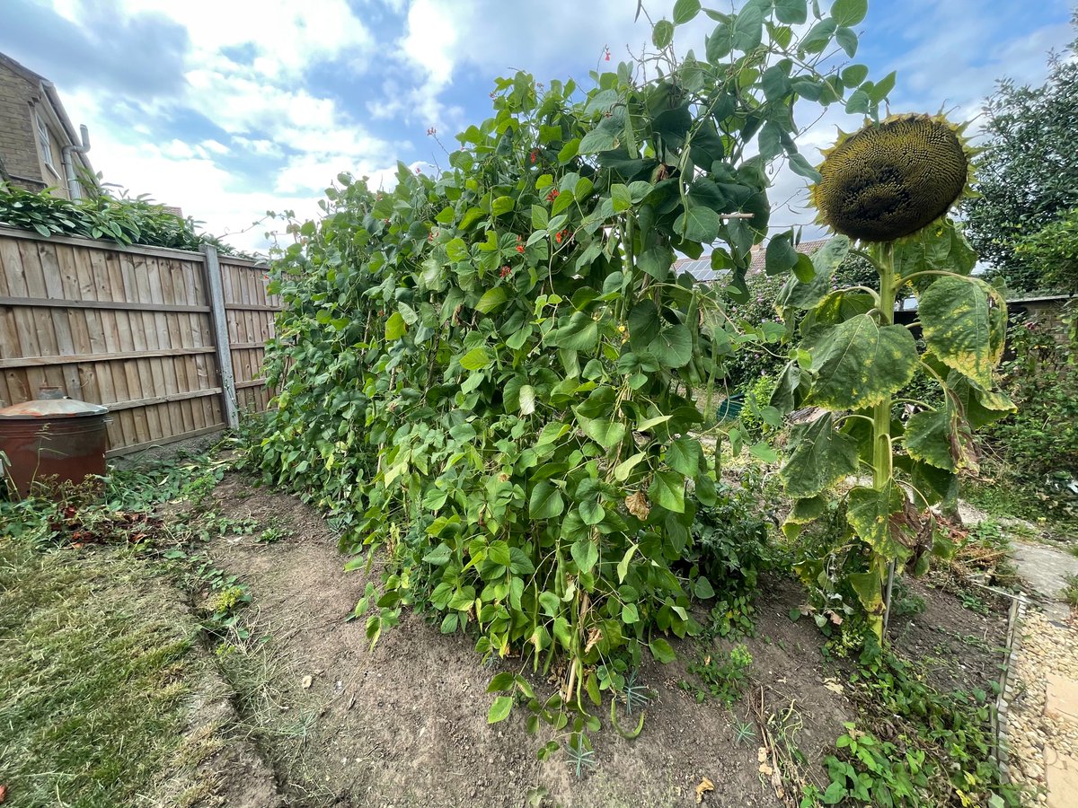 DaleE2T's tweet photo. August 30th 2022. This was the last time we had runner beans grown in the garden. And the last time mum would do the honors in preparing them - she was much better than me at doing that. #vegetables #runnerbeans https://t.co/1u3FMuoGsH