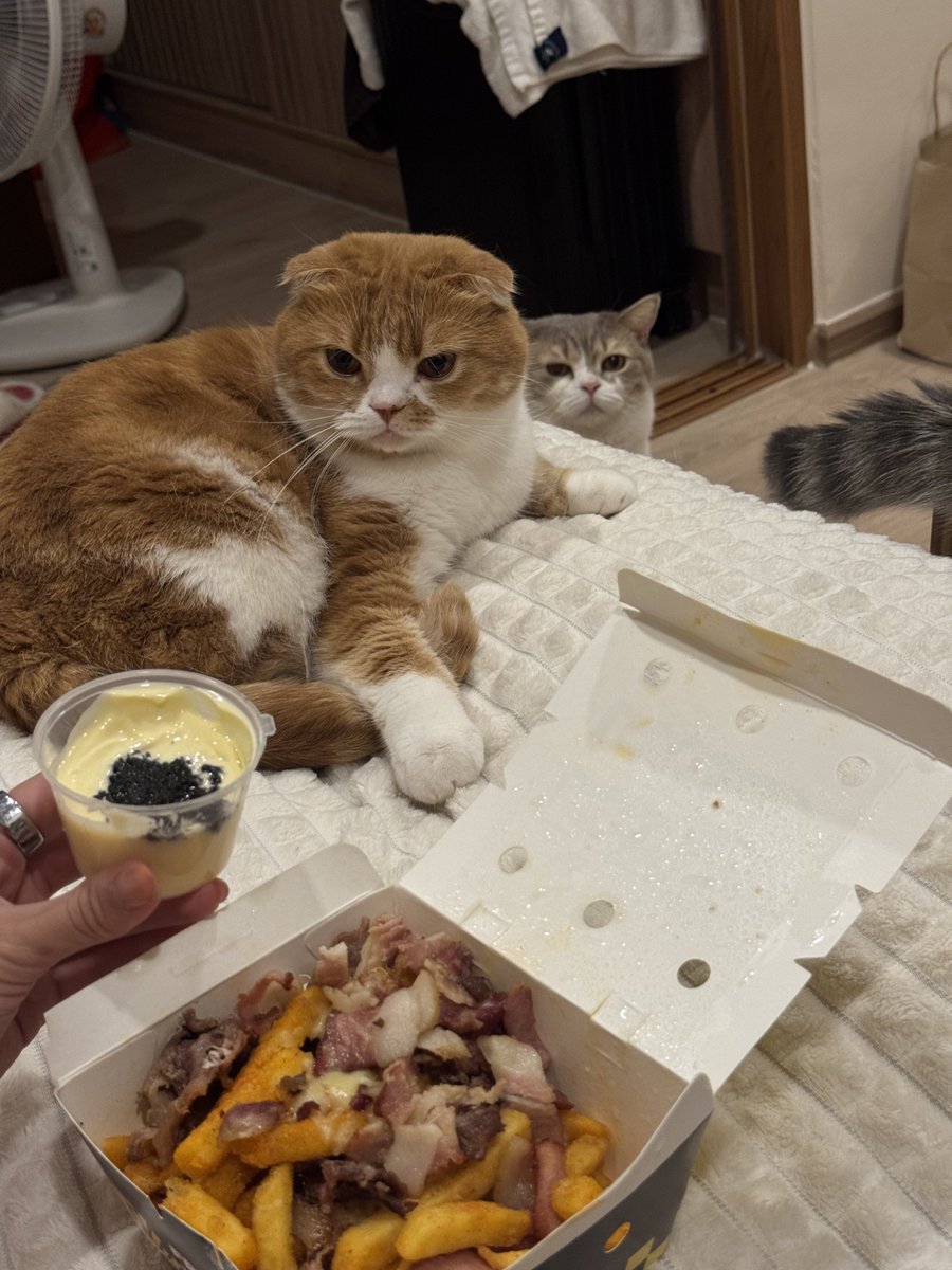 bijousugar's tweet photo. ว้าย สมหน้าเกิดเป็นแมว อดกินอ้วนทอด https://t.co/7GVXWsPJZM