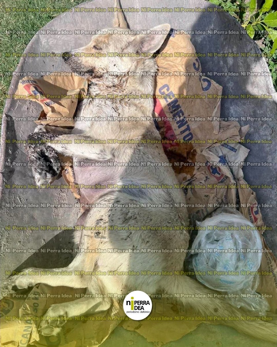 NP_ideaa's tweet photo. #Envenenamiento 🐶💔 Seis cachorritos se quedaron sin mamá tras un presunto caso de envenenamiento en #Chietla.
En #Ahuehuetzingo, una perrita que recientemente había dado a luz murió presuntamente después de ingerir una sustancia tóxica. Sus seis cachorros quedaron en abandono y ahora necesitan cuidados y un lugar donde puedan estar a salvo. 🐾
☣️⚠️ La preocupación entre los vecinos creció porque esta no sería la primera vez que perros mueren en circunstancias similares. El pasado 5 de julio fueron reportados varios animales muertos en calles y cerca del parque de la comunidad, presuntamente después de ingerir carne de pollo contaminada con una sustancia tóxica.
Hoy, los habitantes vuelven a pedir que las autoridades investiguen estos hechos, determinen si existe un responsable y tomen medidas para evitar que más animales sean víctimas.
🚨 Importante: aunque entre vecinos circulan señalamientos sobre una posible persona responsable, esta versión no ha sido confirmada oficialmente.
Y mientras se investiga, hay seis pequeñas vidas que necesitan ayuda. 🥺🐶
#Puebla #MaltratoAnimal