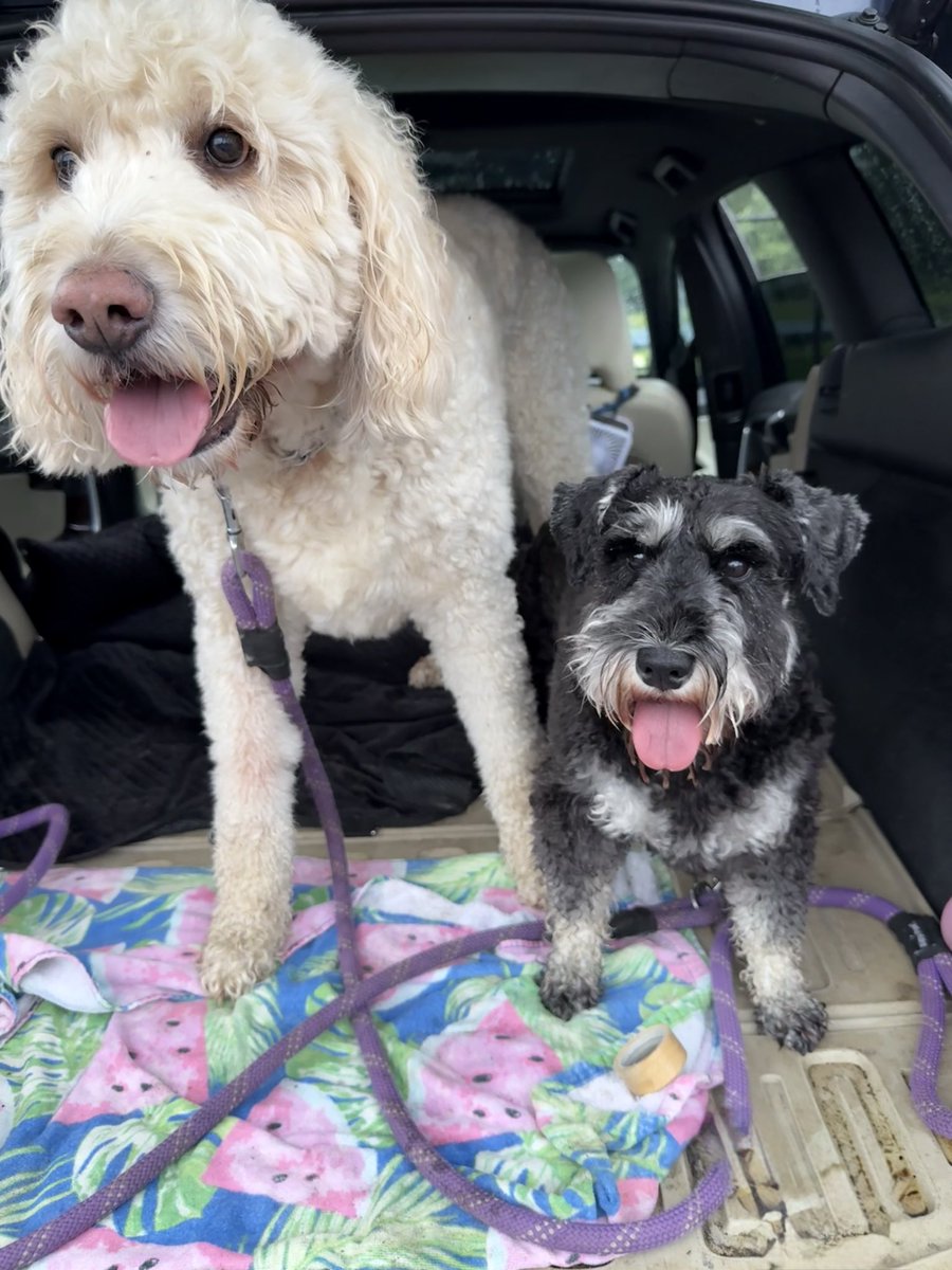 GusPeaches's tweet photo. @kristine_stone not the dog food! Kristine Stone it’s rainy in CT but refreshing! I can stay home and do my ADMIN! Loved loved new Noah K track this morning on drive to dog walk!😍😍 https://t.co/cU1JuJUy1C