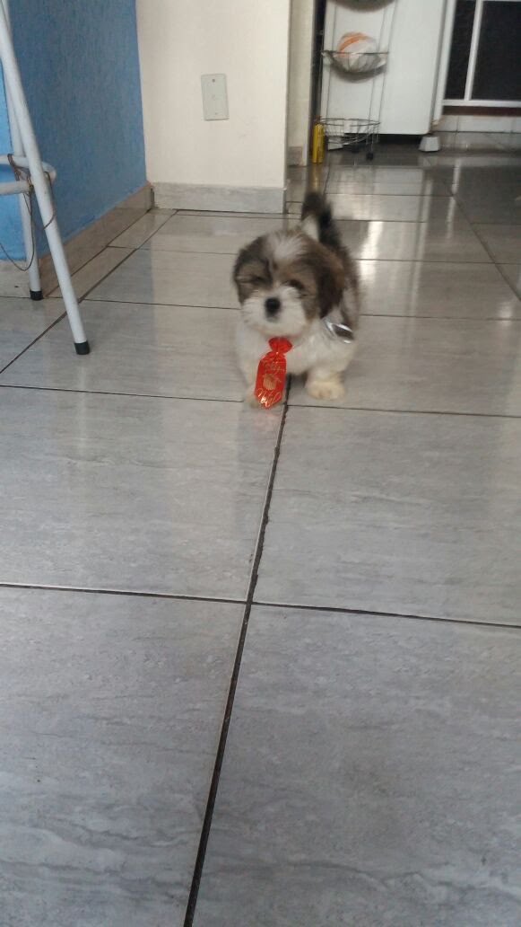 xico_trinca's tweet photo. @Cadeiradepraya Meu cachorro com certeza é prefeito de alguma cidade, aqueles que não faz nada e fica só coçando os ovo https://t.co/IcBc1X2dtx