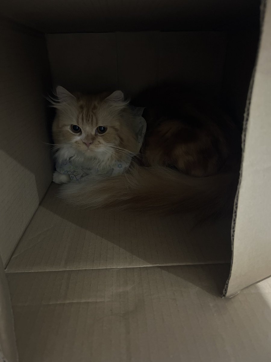aurakasus's tweet photo. ginger? no! he is MANGGA YUNANDA🧡 https://t.co/ky4RYMqPVI
