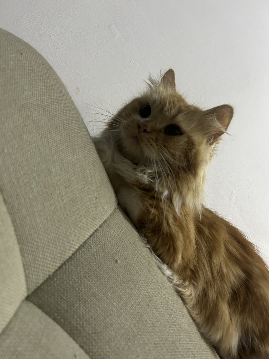 aurakasus's tweet photo. ginger? no! he is MANGGA YUNANDA🧡 https://t.co/ky4RYMqPVI