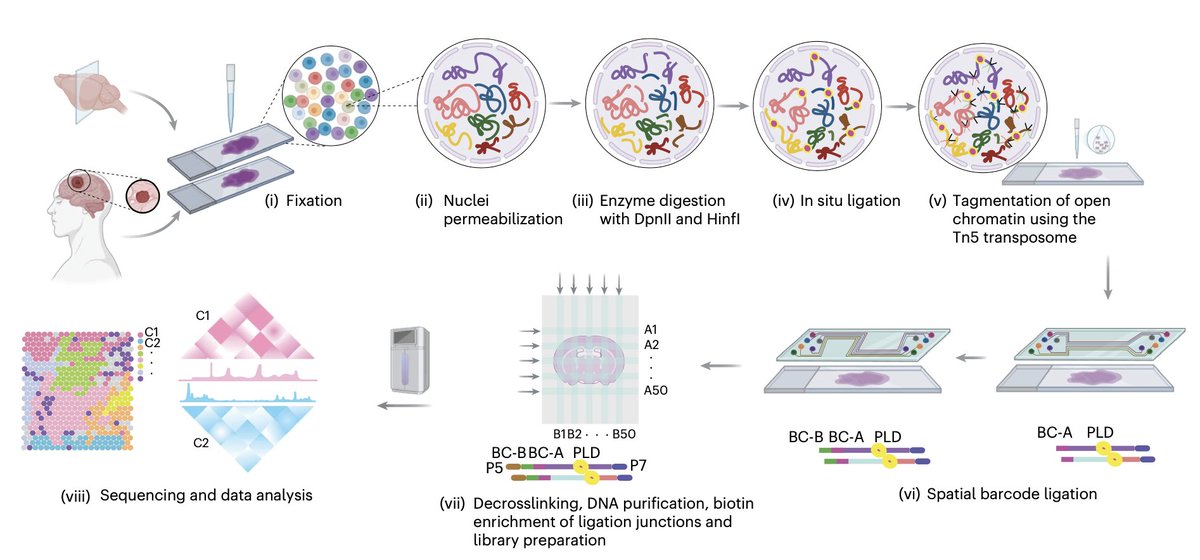 yuefeng_1's tweet photo. Excited to share Spatial-ATAC-Hi-C @naturemethods, spatial profiling of 3D genome organization + chromatin accessibility in tissue. Excitingly, it detects CNVs and SVs in tumors and reveals spatial heterogeneity.

Great collaboration with @RongFan8. 

https://t.co/XO0FhoZepO https://t.co/F4jDhTHTKe