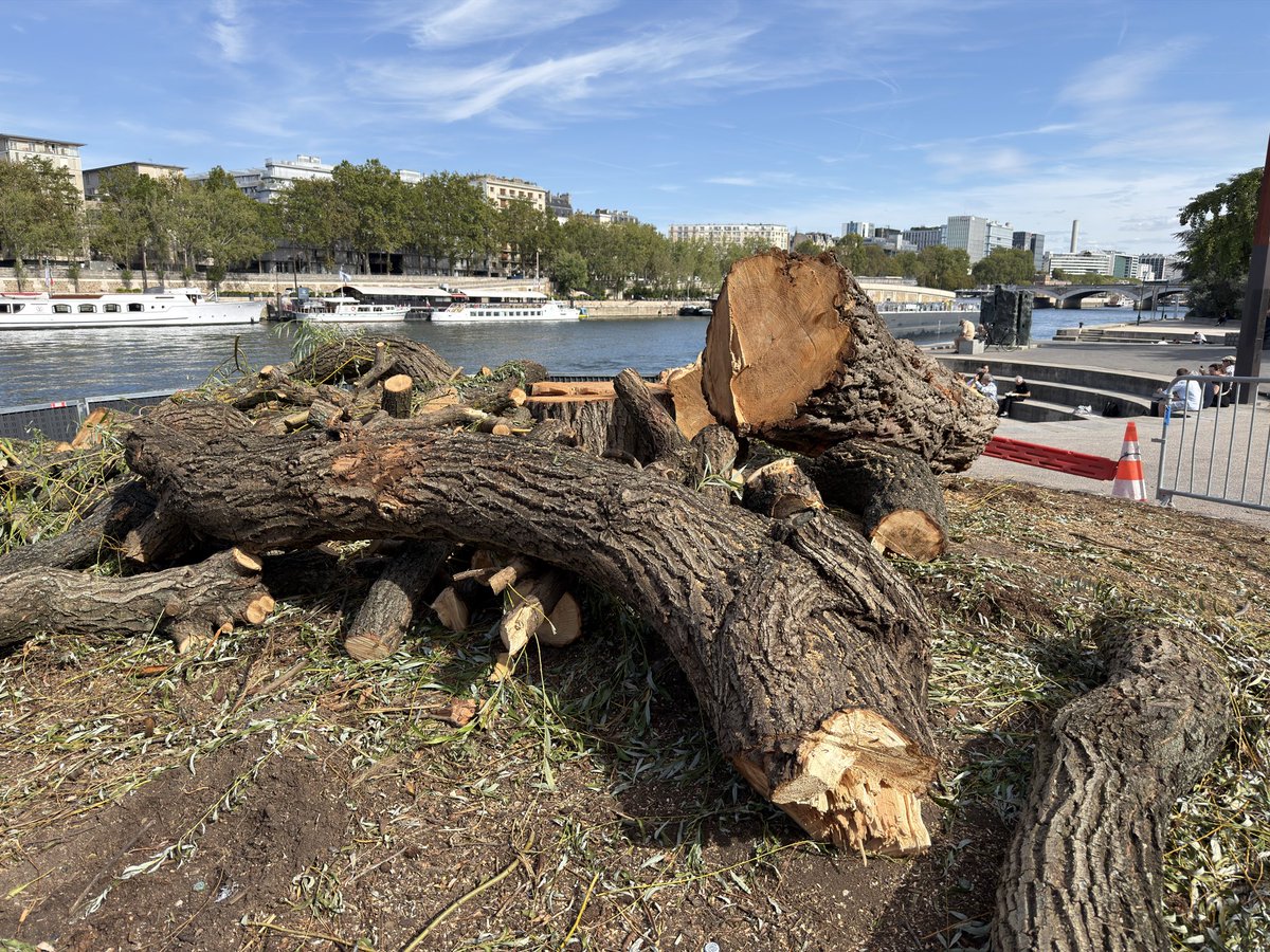 BGianeselli's tweet photo. Quelqu’un peut m’expliquer pourquoi le magnifique saule pleureur de 12 m de haut et 2,5 m de circonférence du square Tino Rossi a été abattu ? 😳

Aucune information dans l’open data de la Ville de Paris.

@Mairie5Paris ??? https://t.co/ASeVcOMG6h