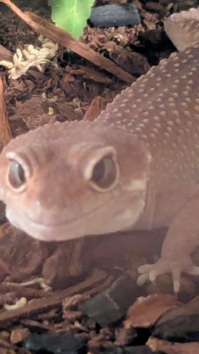 Nappingarts's tweet photo. I love my autistic son #leopardgecko #gecko https://t.co/RHO7KSczZe