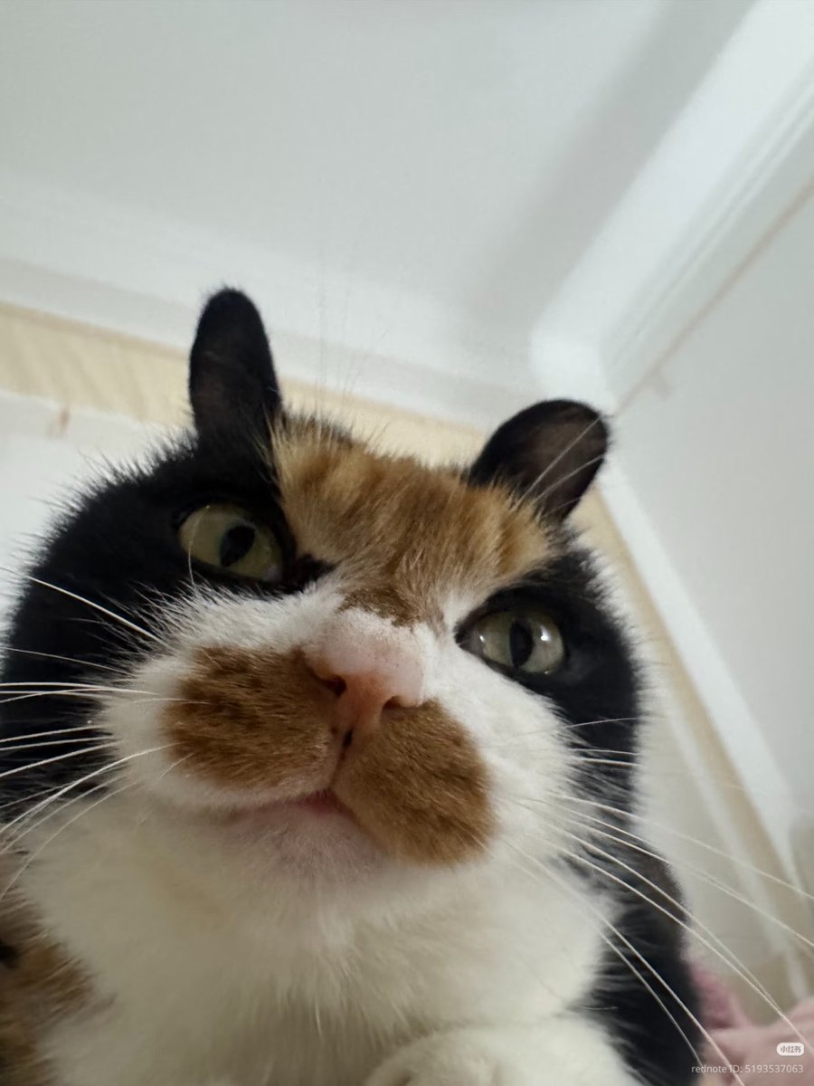 nocontextscats's tweet photo. 😡 https://t.co/HB21TihqUe