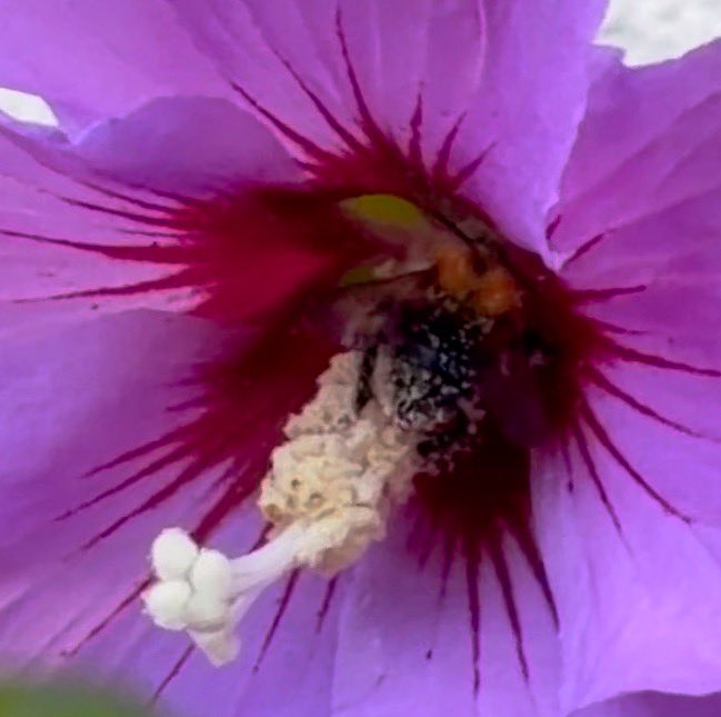 NorwaySkandin's tweet photo. #Natur #Garten #Insekten #Blüten #Wildbiene #Hummel
1/ Eine #Ackerhummel, #Bombus pascuorum sitzt auf Hibiskusblüten und ist auf der Suche nach Nektar.
Diese Wildbiene ist mit weissen Pollen von Hibiskus bedeckt.
Das ist doch etwas für @pollenpaar und @Milvus70234020 . https://t.co/h3hooLMXeA