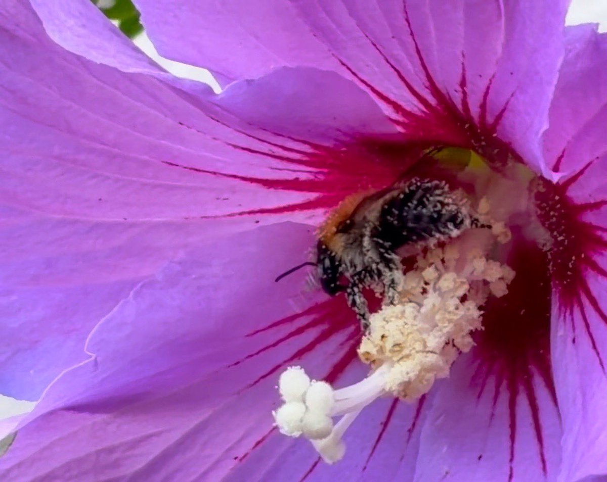 NorwaySkandin's tweet photo. #Natur #Garten #Insekten #Blüten #Wildbiene #Hummel
1/ Eine #Ackerhummel, #Bombus pascuorum sitzt auf Hibiskusblüten und ist auf der Suche nach Nektar.
Diese Wildbiene ist mit weissen Pollen von Hibiskus bedeckt.
Das ist doch etwas für @pollenpaar und @Milvus70234020 . https://t.co/h3hooLMXeA