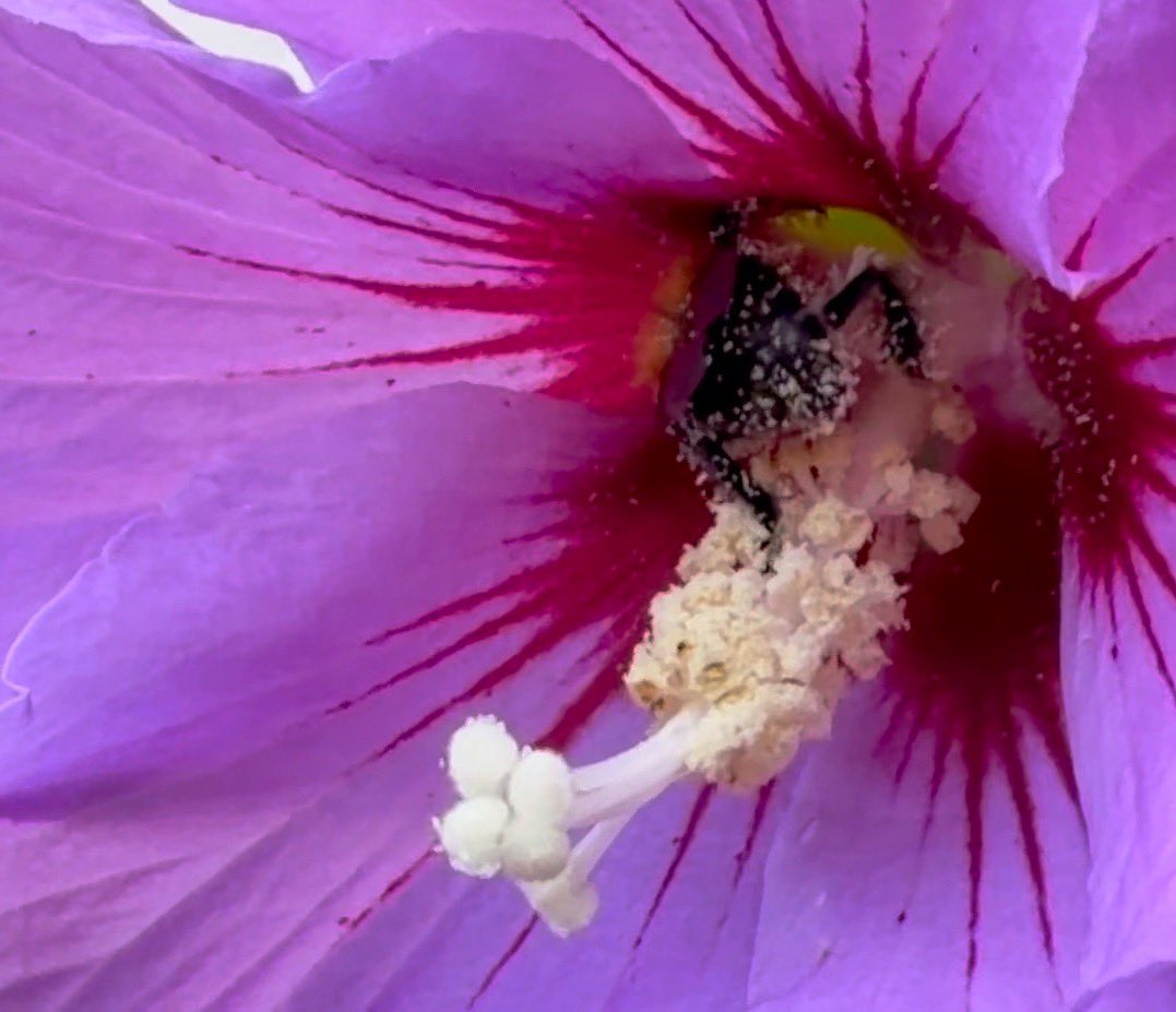 NorwaySkandin's tweet photo. #Natur #Garten #Insekten #Blüten #Wildbiene #Hummel
1/ Eine #Ackerhummel, #Bombus pascuorum sitzt auf Hibiskusblüten und ist auf der Suche nach Nektar.
Diese Wildbiene ist mit weissen Pollen von Hibiskus bedeckt.
Das ist doch etwas für @pollenpaar und @Milvus70234020 . https://t.co/h3hooLMXeA
