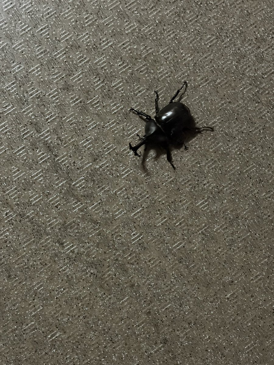 rikito320's tweet photo. まさかの玄関にカブトムシ、毎回ひっくり返って立てなくなるから飛び立てるまで介護してた https://t.co/Thncd3pUM9