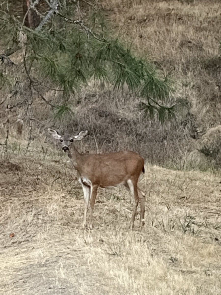 GodfreysReditus's tweet photo. 🌲GODFREYS FOREST🌲
Check out my YouTube for daily deer and wildlife shorts https://t.co/vUa0fJ8Jhv https://t.co/keOIgwBTER