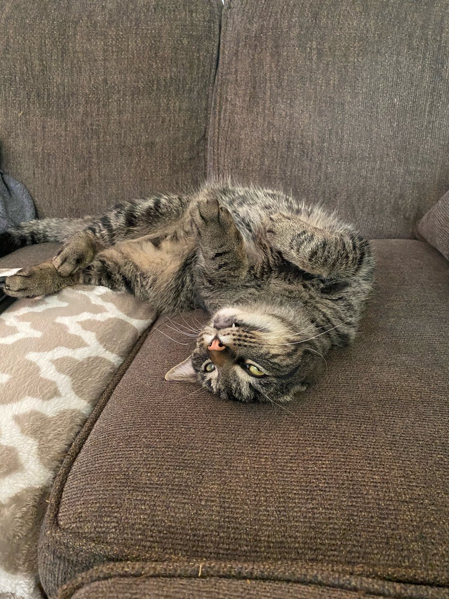 sweetpepperboy's tweet photo. Pepper 🌶️ (aka peebo/peepo/peeper/bepper/etc)
-my firstborn
-7 years old
-wants to be pet AT ALL TIMES
-headbutts and yells til he gets what he wants (cuddles)
-drools then shakes his head
-doesn’t like all these new kitties
-scaredy-cat
-my beautiful gorgeous pretty boy
-teefies https://t.co/iQixGaNiRg
