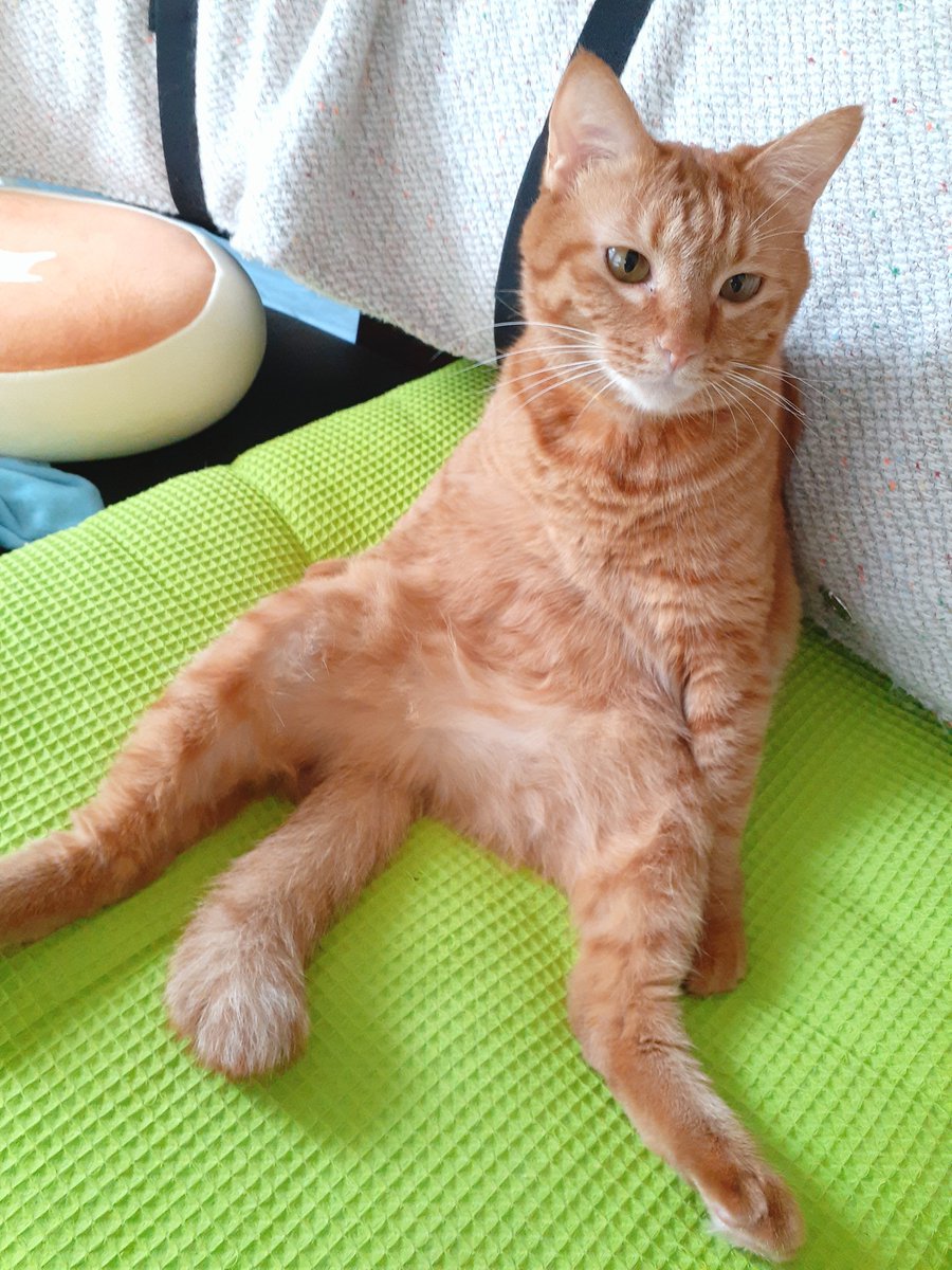 anzuchaiko's tweet photo. 今日は　#茶トラ猫感謝の日　なんですって！今日だけじゃなくいつも感謝してるよ🥰 https://t.co/XDX7uysuuz