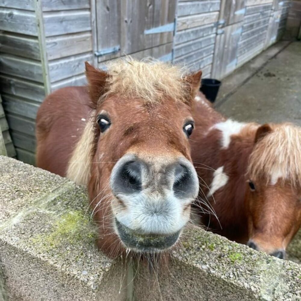 Dailyihak's tweet photo. Day 11 of posting a pony every day till we get an official art of Kang Yihak! https://t.co/IH1ackHr7I