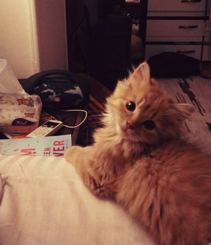 moondustmoa's tweet photo. how does pinterest see you ๋ ࣭ ⭑

♡ season
♥︎ love language
♡ animal
♥︎ thought https://t.co/7NUFU61oCV