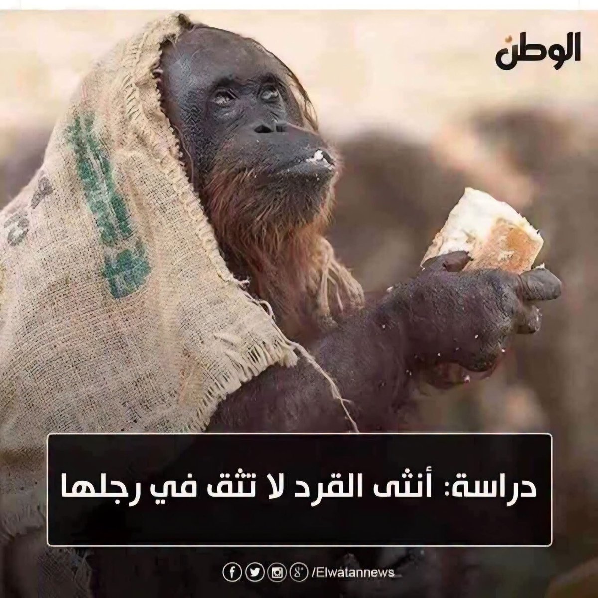 AbdouRashad2's tweet photo. عشان بيتنطط من شجرة لشجرة https://t.co/RmdEBhpsVS