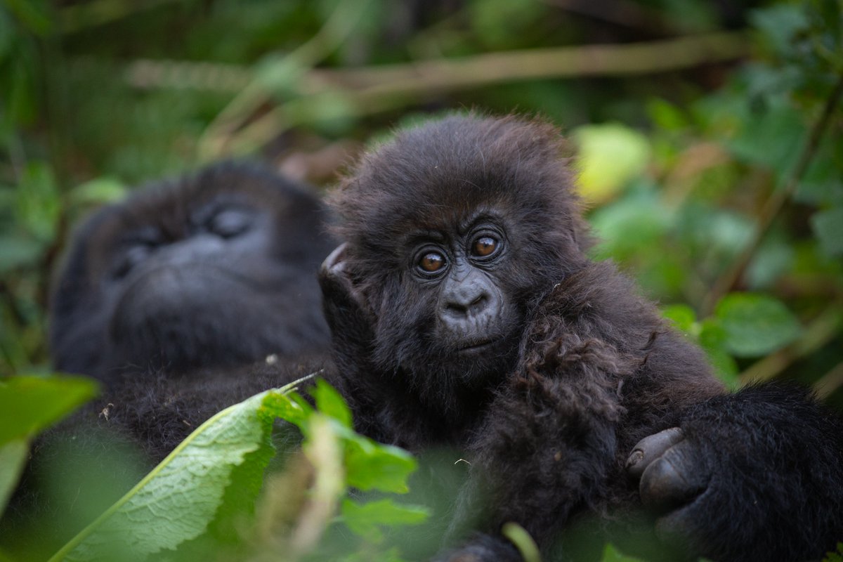 AWFCEO's tweet photo. Africa’s conservation ambition must go beyond protecting biodiversity. We must build the institutions, markets and investment systems that allow Africans — particularly communities living alongside wildlife — to capture more of the value our natural assets generate.

In my latest op-ed published in the @NewTimesRwanda, I reflect on what #KwitaIzina teaches us about that opportunity: moving from conservation as protection to natural capital as a foundation for African prosperity. Africa must own, invest in and build its biodiversity economy on its own terms.

Read the oped here - https://t.co/9fZ6Z4eid5