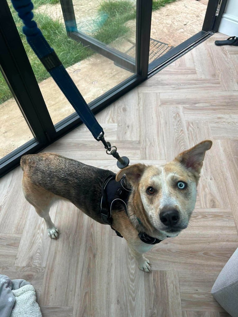 rescuedoggypaws's tweet photo. LUNA is AVAILABLE FOR ADOPTION
Meet beautiful Luna a gorgeous 2-yr-old girl with a happy friendly personality and a whole lot of love to give
Luna is a very affectionate girl who loves people and is good with other dogs
https://t.co/yWGC8orLAX
#Lincolnshire #Scunthorpe #Yorkshire https://t.co/Gt6Fd4W39A