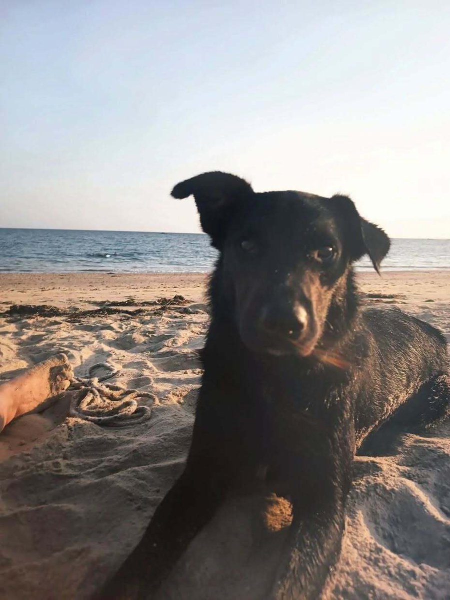 vigipets's tweet photo. 🟠 🐶 Chien perdu le 30/08/2026 à Locmiquélic (56570).
Race : Border Collie / Âge : 18 mois
Archi / Mâle / Identifié(e) : Oui

☎️ 0687919436
📧 n.runigo@gmail.com

#chienperdu #chientrouve #chien #perdu #trouve https://t.co/og6nxOOEhc