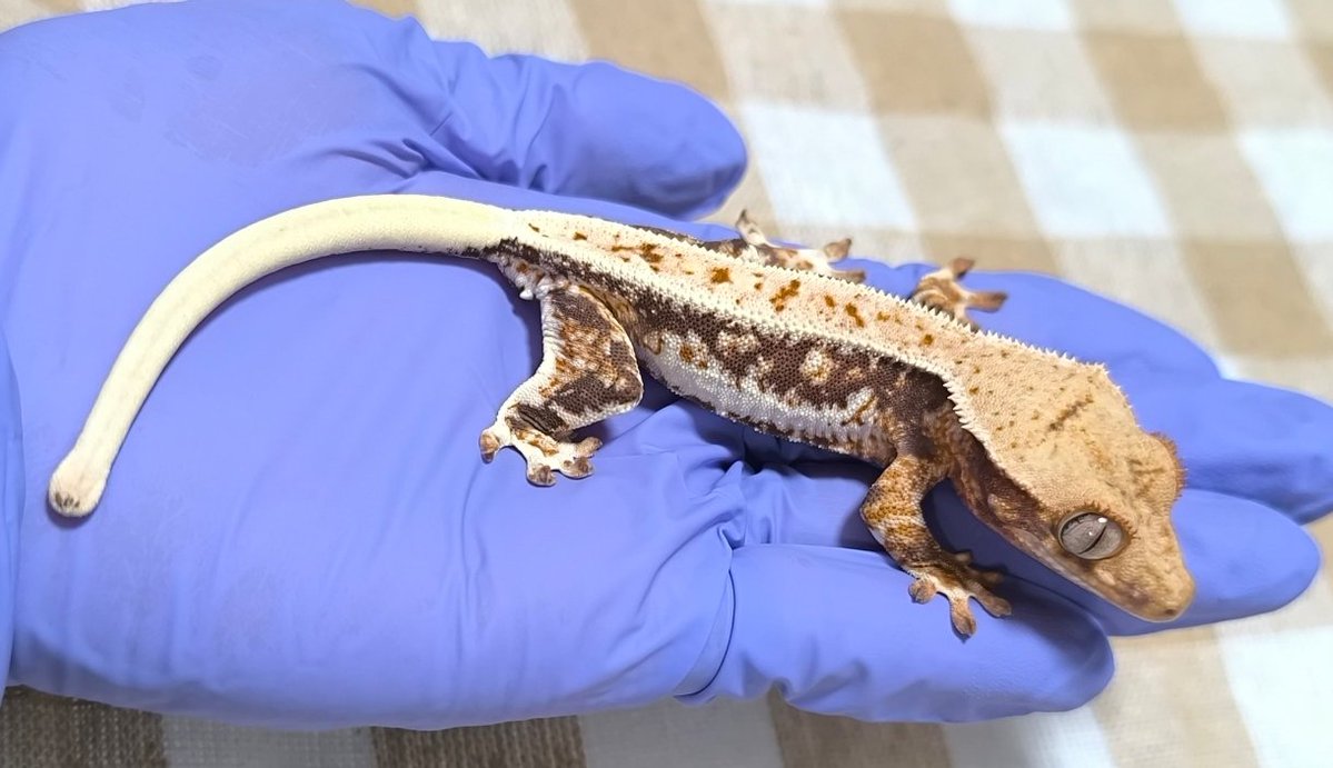 cheekyrep0317's tweet photo. 🦎ゲコマ2026事前まとめ

✏️5Fです！
✏️自家繁殖のクレスを販売します
✏️すべての出品生体が1歳以上、価格は2万円台～5万円未満です
✏️現金、PayPayが使えます
✏️生体購入者様にはハッチした日のお写真をプレゼント

よろしくお願いいたします！🙂‍↕️
 #ゲッコーマーケット 
 #クレステッドゲッコー https://t.co/vCWSKQNpMc