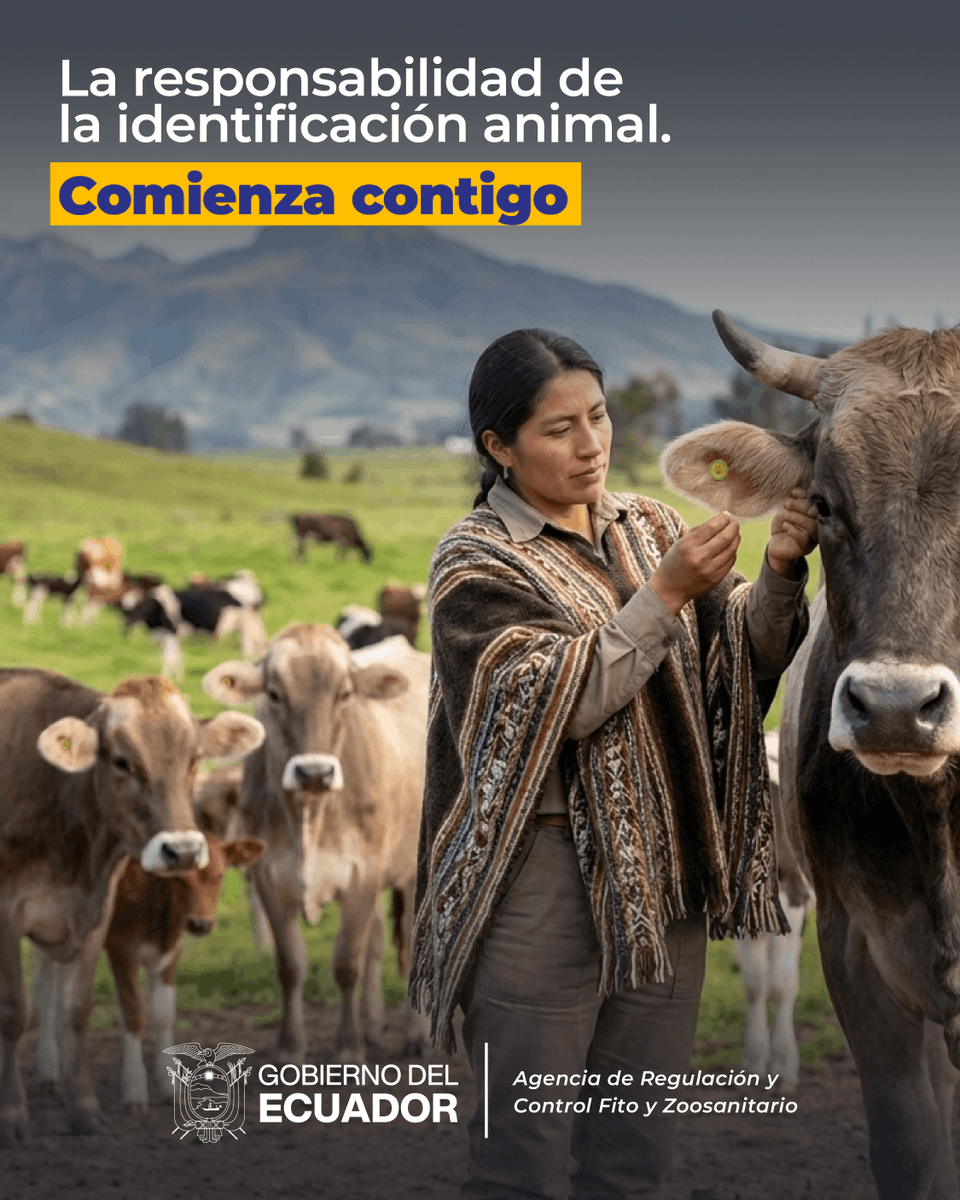 AgrocalidadEC's tweet photo. 🐄 | #PrevenciónSanitaria

 ¿Sabes cómo identificar tus bovinos o búfalos?

1️⃣ Verifica en el sistema SIFAE que tengas registrados tus animales.

2️⃣ Solicita los aretes oficiales a los proveedores autorizados por #Agrocalidad.

▶️ Conoce el proceso aquí: 

https://t.co/UsSJmsGTNY

#ProtegemosElAgroEcuatoriano💪🏽
