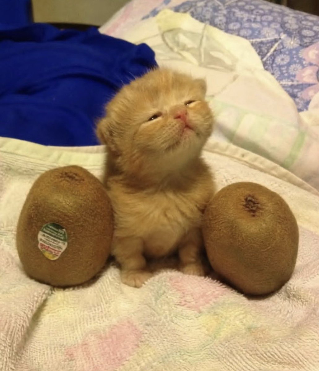 twaniimals's tweet photo. https://t.co/CBmnABG5Yn