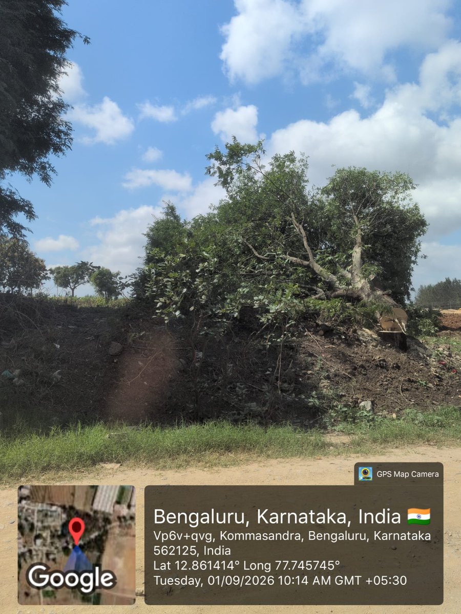 Swaroops30's tweet photo. @osd_cmkarnataka Illegal tree felling on government lands especially road side! #Anekal RFO admits no tree census since years—how can we protect our green cover if we don't even count it?  Immediate action needed! 🌳
@aranya_kfd @CMofKarnataka @RLR_BTM #Anekal #SaveTrees #forest https://t.co/fIzXrkBLgw