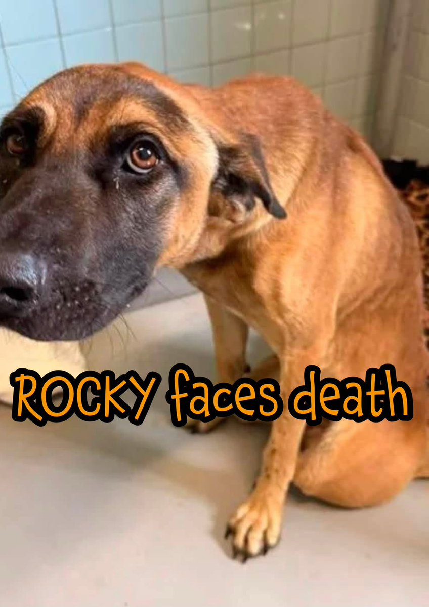 RoCoGB's tweet photo. 💔ROCKY’s life IS precious, he deserves a chance
It won’t be easy but WE have to help him🙏

Left broken & battered in DEEP pain & facing a heartbreaking outcome 9/2☠️

‼️IMMEDIATE rescue or he’s beyond HOPE💔

Hit by car: found on side of rd  #A390480

❤️‍🩹Rear legs injured, can’t walk, urinate or defecate on his own😭
He’s a very broken GSD boy😭

🙏Plz #PLEDGE needs URGENT #Rescue
Merciful sponsor needed🙏

Corpus Christi Texas
