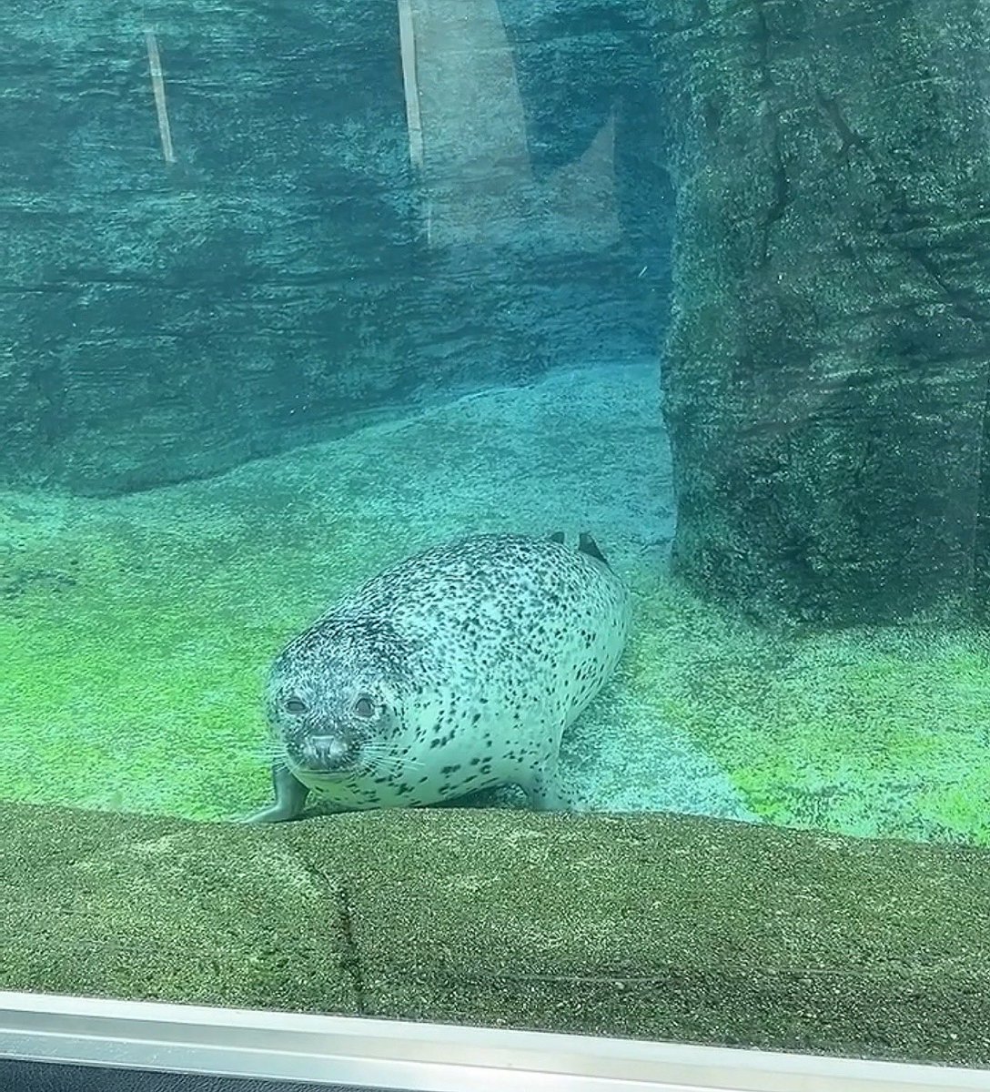 makaronchan22's tweet photo. 娘初動物園デビュー🦭
ゆっくり全種類回ったから3時間いた😂
初めて本物の動物達を見たからかずっと興味ありそうな不思議そうな感じだった！
帰り動物のしかけ絵本と
狼のぬいぐるみを自分で選んでて帰ってからもずっと抱っこして気に入ってそうだった🥰
また行こうね😌ᩚ
最後の写真お気に入り🫶🏻︎ https://t.co/QM84JL6nsi