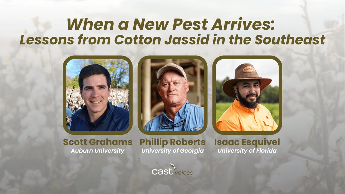 CASTagScience's tweet photo. A new pest. An unknown threat. And a network that rose to meet it. 🌱

Scott Graham, Phillip Roberts &amp; Isaac Esquivel share lessons from cotton jassid in the Southeast — the latest in #CASTVoices.

Read → https://t.co/SgGZvkMCTK

Opinions are those of the authors, not CAST. https://t.co/wQnw9LfSEi