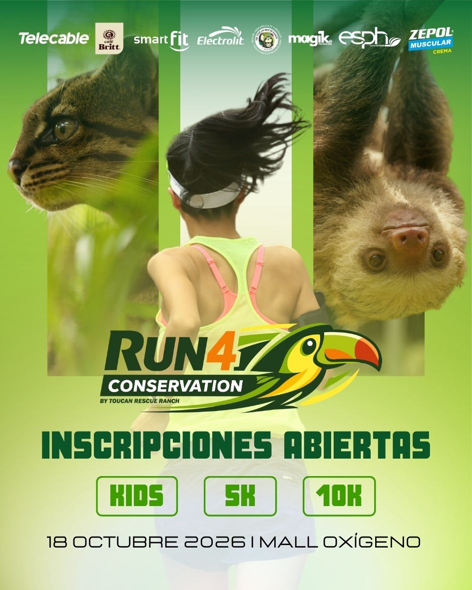 ToucanRescue's tweet photo. 🔥 Este 18 de octubre, acompáñanos en Mall Oxígeno, para Run 4 Conservation, la primera carrera en Costa Rica a favor de nuestra fauna silvestre

🩺 Cada inscripción financia rescate y rehabilitación de fauna. ¡Inscríbete ahora y haz que cada paso cuente! https://t.co/tKoUkRpTES https://t.co/QeFQvIGQNK