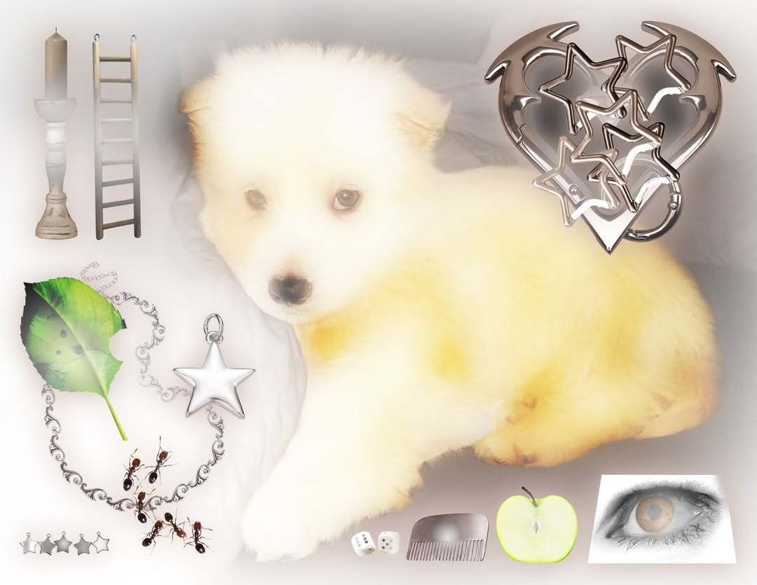 3CC0__'s tweet photo. Puppy collages by Gabriel Abascal (2025-26) https://t.co/N2gOxxHHcw
