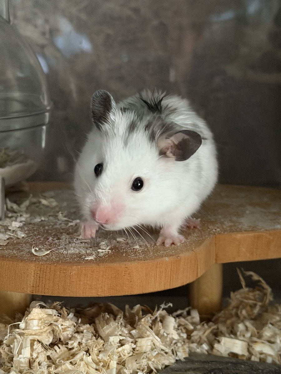al2fma's tweet photo. punya hamster yang sadar kamera &amp; photogenic 😹😹😹✌🏻✌🏻✌🏻 https://t.co/ovrrSkfZxS
