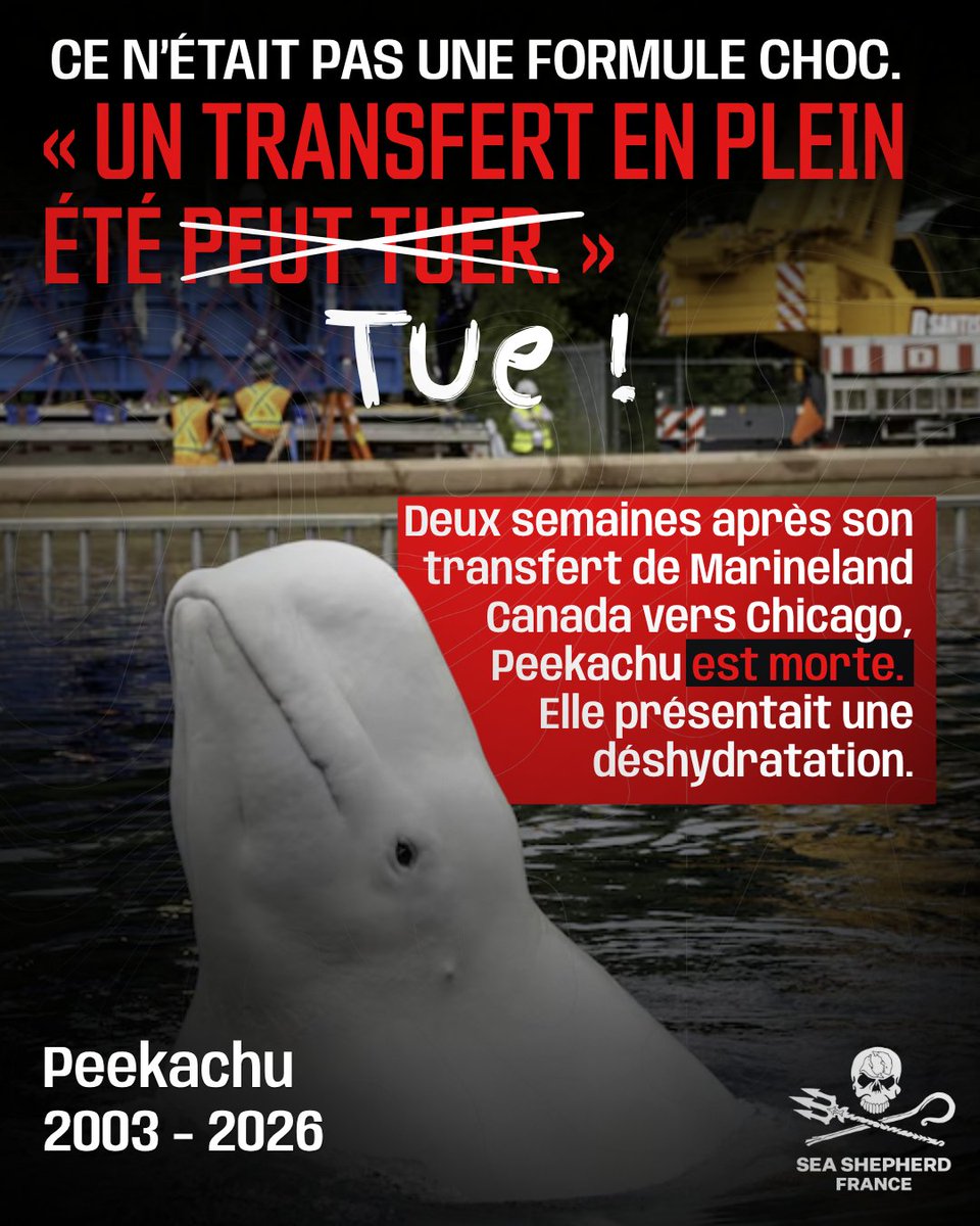 SeaShepherdFran's tweet photo. Nous aurions préféré avoir tort.

Mais nous avions prévenu : « Un transfert en plein été peut tuer. »

Nous l’écrivions le 9 juillet dernier, alors que Marineland envisageait de transporter 8 dauphins vers l’Espagne au cœur d’une canicule historique.

Hors de l’eau, un cétacé doit être maintenu dans des conditions thermiques extrêmement strictes. Sous de fortes chaleurs, chaque étape du transport devient un risque supplémentaire de surchauffe, de déshydratation et de détresse physiologique.

Ce n’était pas une formule choc. C’était une alerte.

Le 26 août, Peekachu est morte.

Capturée dans les eaux russes alors qu’elle n’était encore qu’un bébé, cette femelle béluga de 23 ans avait passé plus de vingt ans en captivité. Elle venait d’être transférée de Marineland Canada vers Chicago.

Moins de deux semaines plus tard, elle ne s’alimentait plus correctement et présentait des signes de déshydratation. Elle est morte alors que les équipes tentaient de lui administrer des soins.

L’autopsie devra encore déterminer les causes exactes de sa mort. Mais ce drame rappelle pourquoi nos alertes ne pouvaient pas être balayées.

Peekachu avait un nom, une histoire, une sensibilité. Elle n’était ni un colis à expédier ni un dossier à solder après la fermeture d’un parc.

À Antibes, l’alerte n’a pas été entendue.

Dans la nuit du 22 au 23 juillet, huit des douze dauphins ont été envoyés au Selwo Marina de Malaga. Leur groupe a été séparé. Les quatre dauphins encore présents à Antibes doivent à leur tour être transférés vers un autre delphinarium, à Valence.

Le transfert à Malaga nous avait été présenté comme provisoire, dans l’attente de la construction d’une structure à Beauval. Beauval a depuis abandonné le projet. Le provisoire n’a désormais plus de destination, mais les dauphins, eux, restent prisonniers d’un autre bassin.

La France a autorisé pendant des décennies leur captivité et leur reproduction. Faute d’avoir anticipé leur avenir, elle en exporte aujourd’hui les conséquences.

Lorsqu’une vie est en jeu, le principe de précaution n’est pas une option.

La mort de Peekachu doit servir d’alerte.