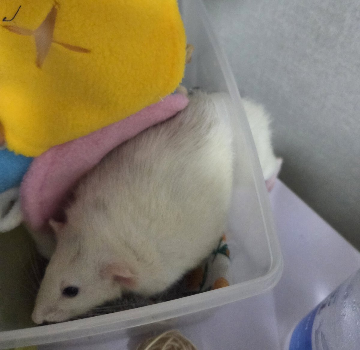 bamsiruseorae's tweet photo. 통스팸 낌 https://t.co/u9iHzg4viS