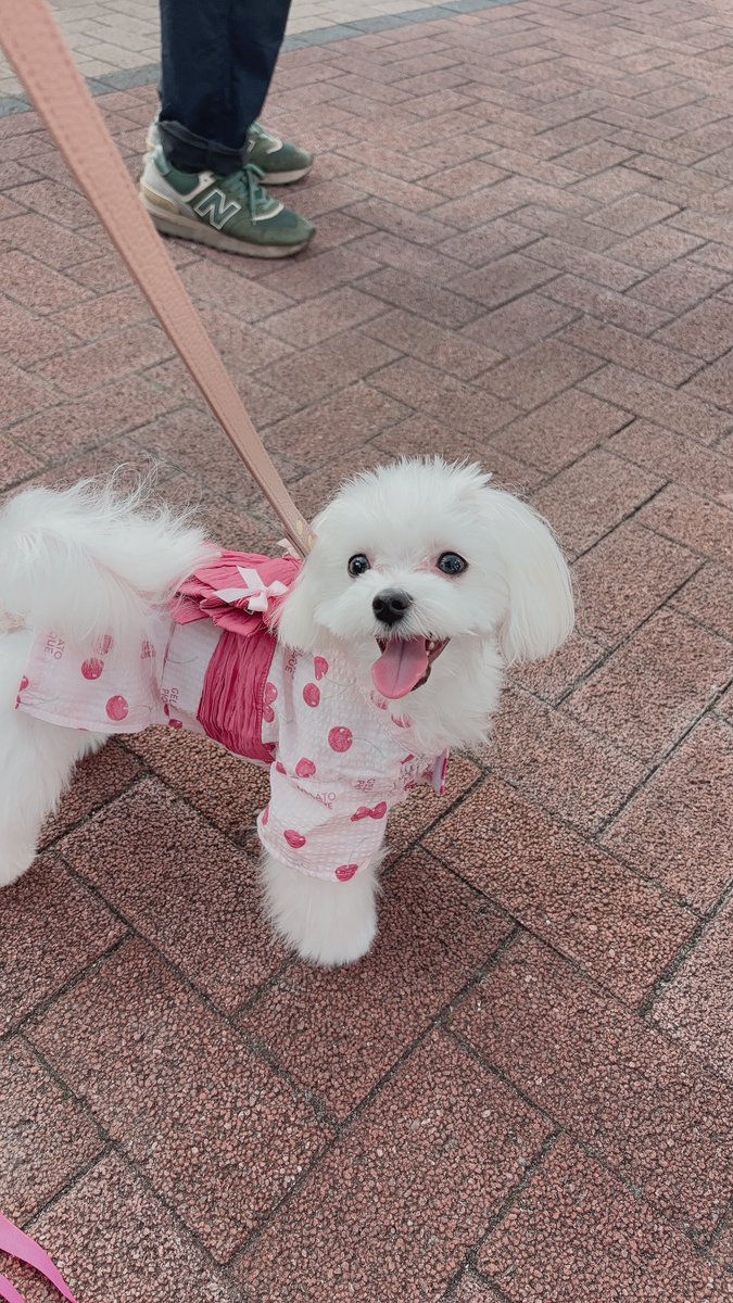 cosragi_41's tweet photo. 私事ですが ひいらぎこの度
夫と二人暮らし＆初のお犬様を迎えました

この人間、毎日残業の社畜
お犬様のお召し物や貢ぎ物を買いすぎて自分のコスプレ衣装は後回し

人生幸せです https://t.co/3cKveD9Sq1