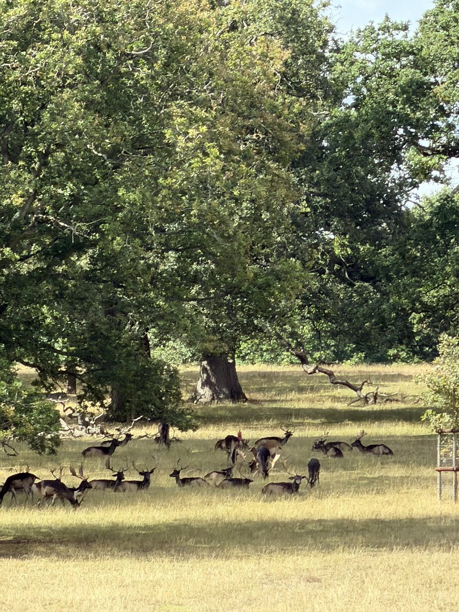 CousinsParr's tweet photo. Lucky to see the amazing deer at Althorp .❤️ https://t.co/5AcWqzmdYX